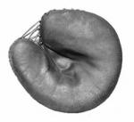 Pillow mitt, 1920s
